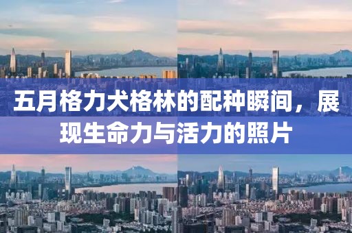 五月格力犬格林的配種瞬間，展現(xiàn)生命力與活力的照片