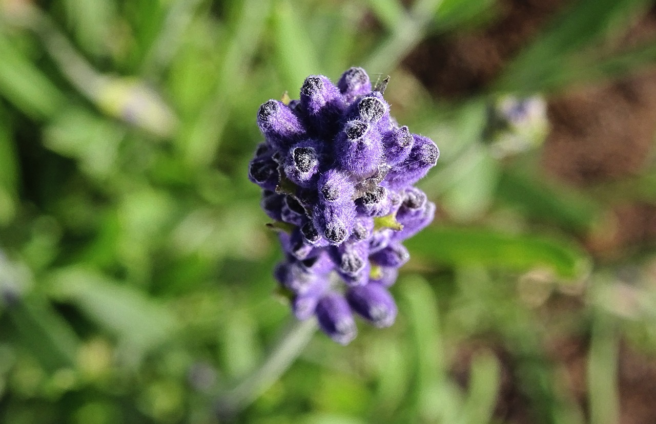 宿遷文昌花園最新動態(tài)與進展速遞