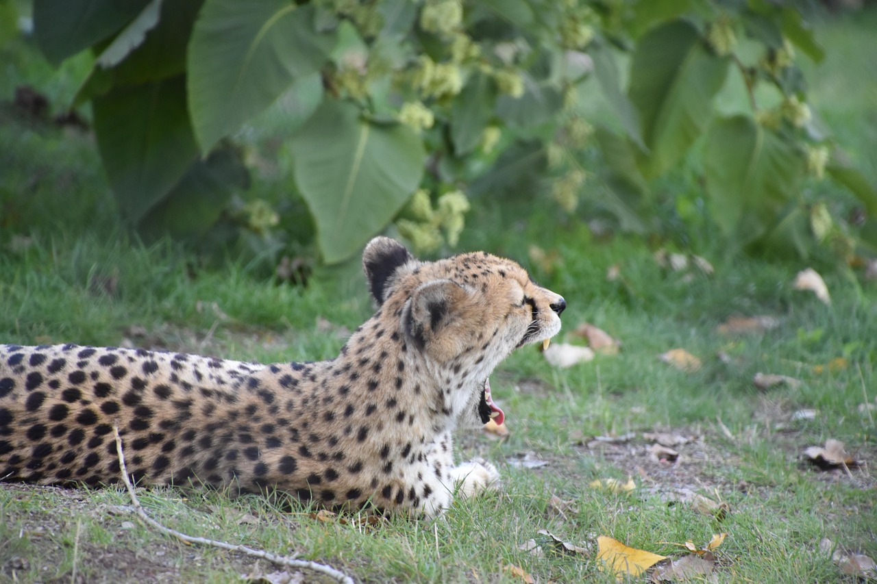 瘋狂動物園最新內(nèi)購版游戲解析與特色體驗分享