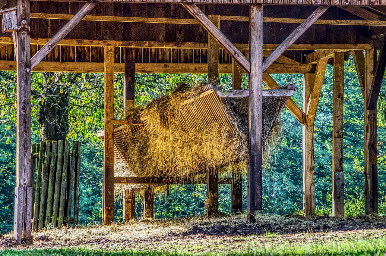 翔安內(nèi)厝動(dòng)物園最新動(dòng)態(tài)報(bào)道