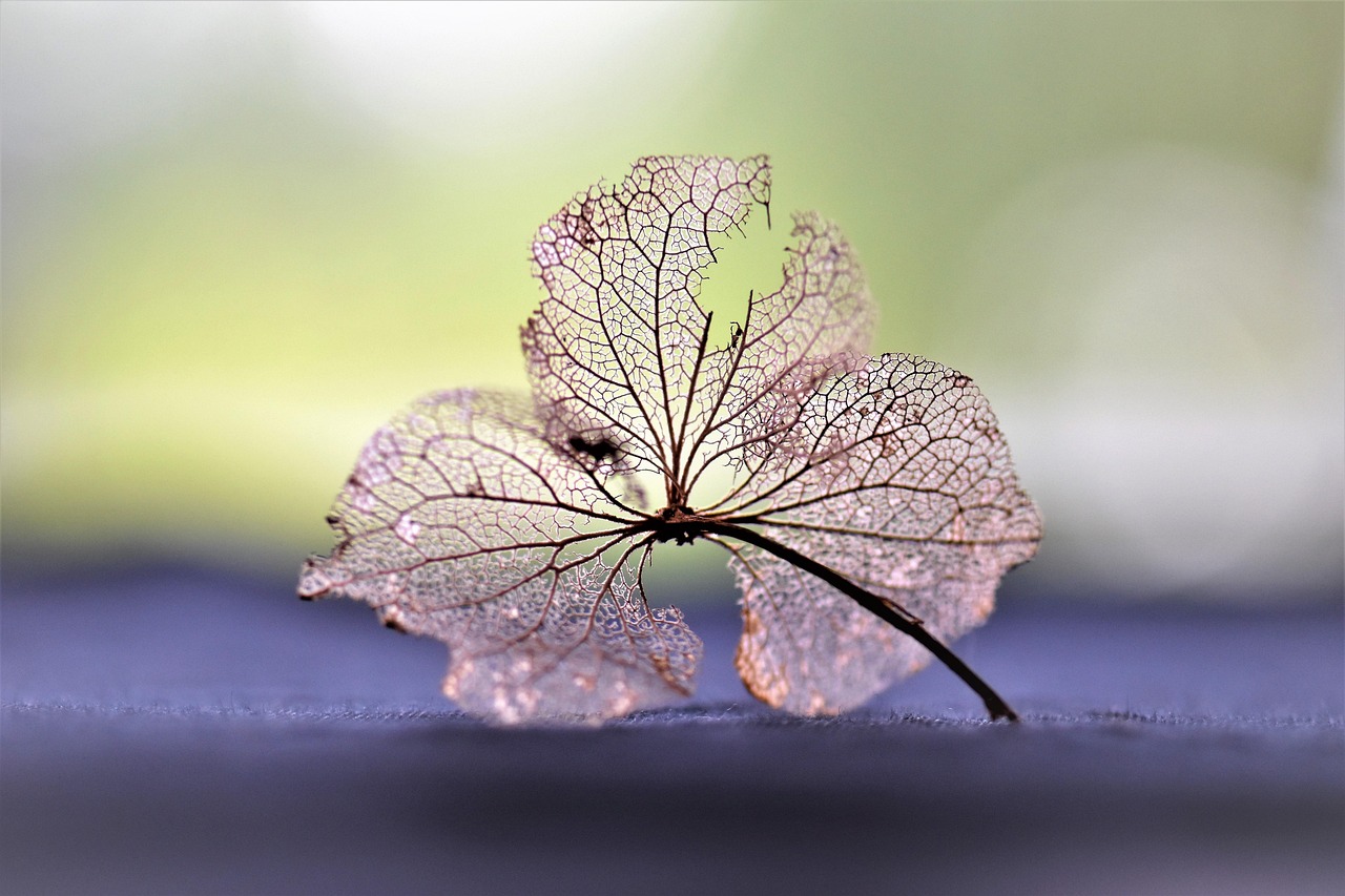 四月紫蕪新篇章，綻放的希望與未來