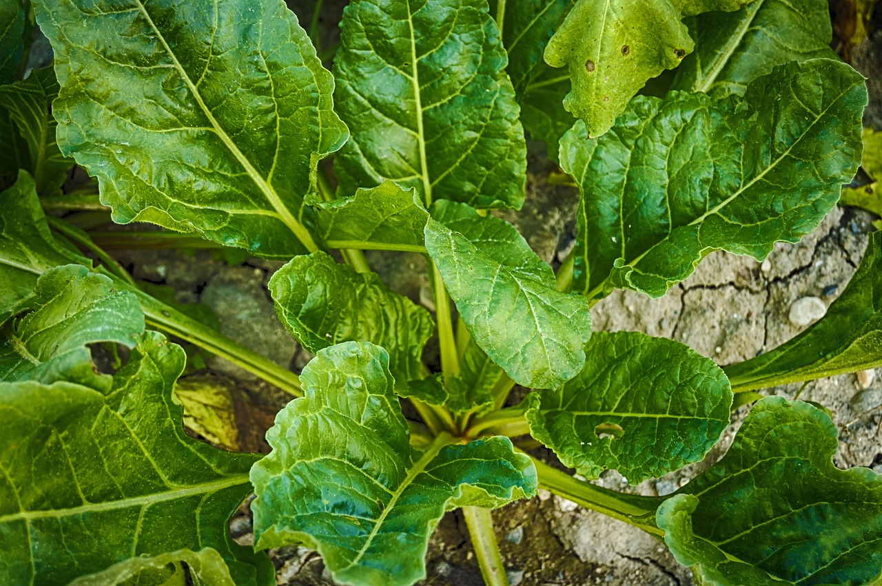 探尋五月菠菜上市季節(jié)，蔬菜生長與市場的奧秘