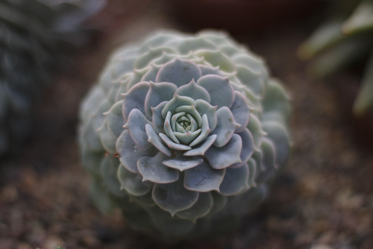 五月元青花拍賣行情綜述